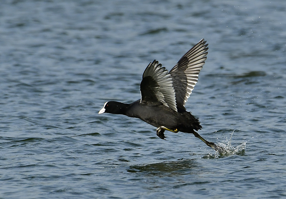 Blässhuhn Abflug