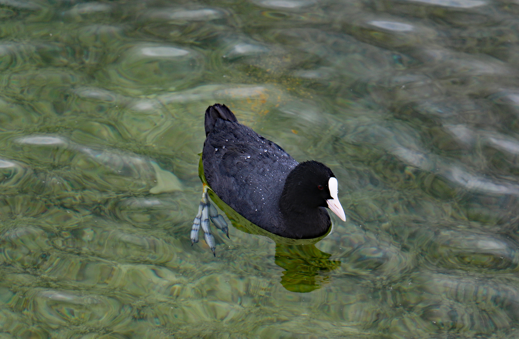 Blässhuhn am Chiemsee