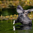 Blässhuhn am Lakenhausteich