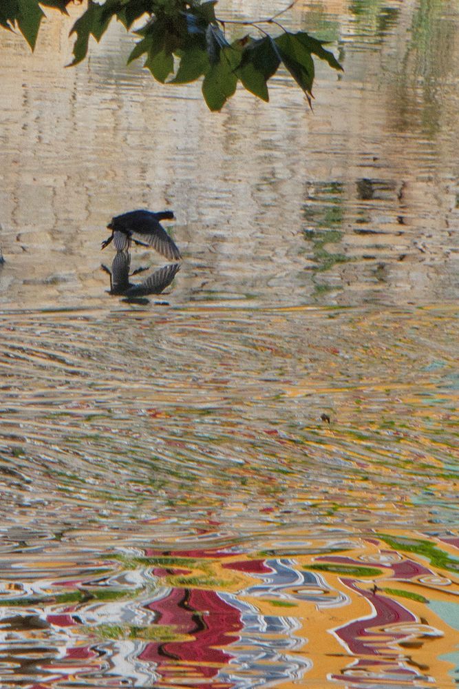 Blässhuhn am Neckar