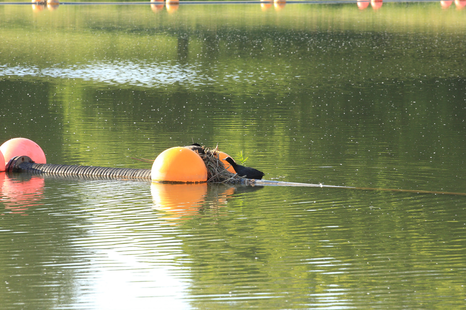 Blässhuhn am Rothsee