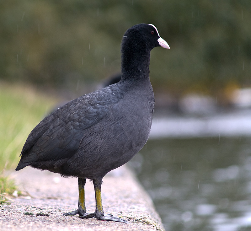 bläßhuhn am urbanhafen in berlin-kreuzberg