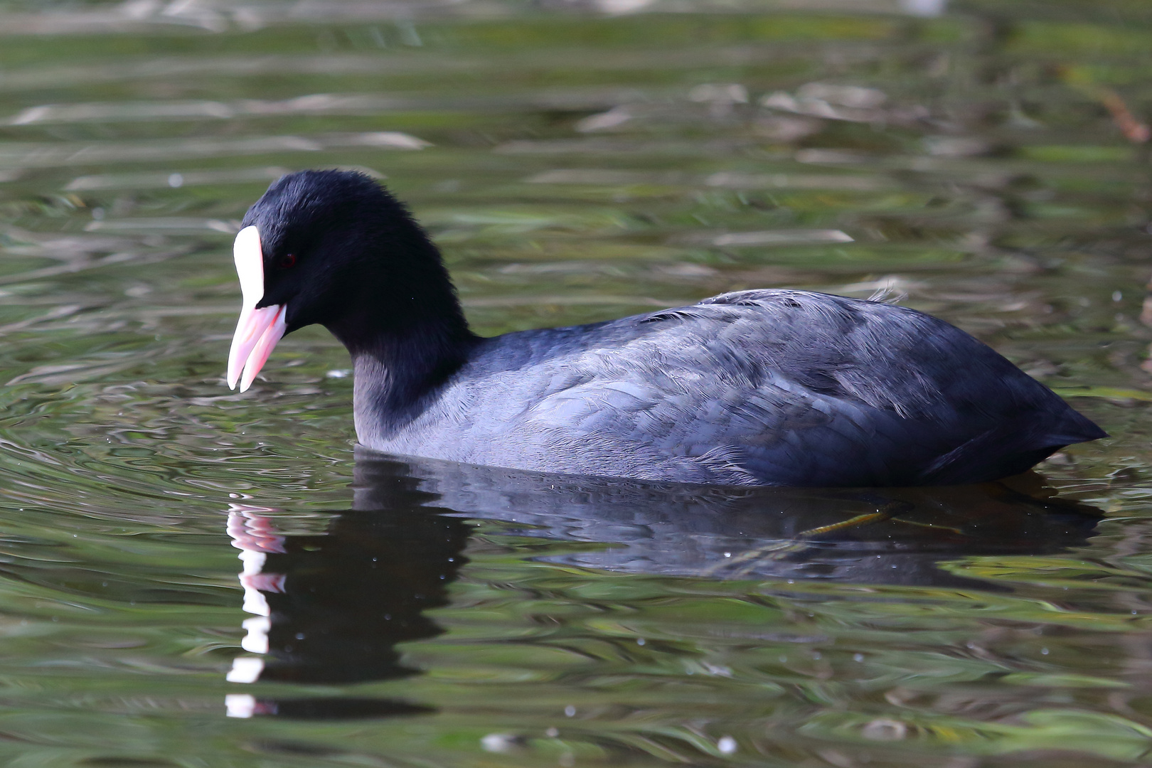 Blässhuhn auf dem Bruchsee