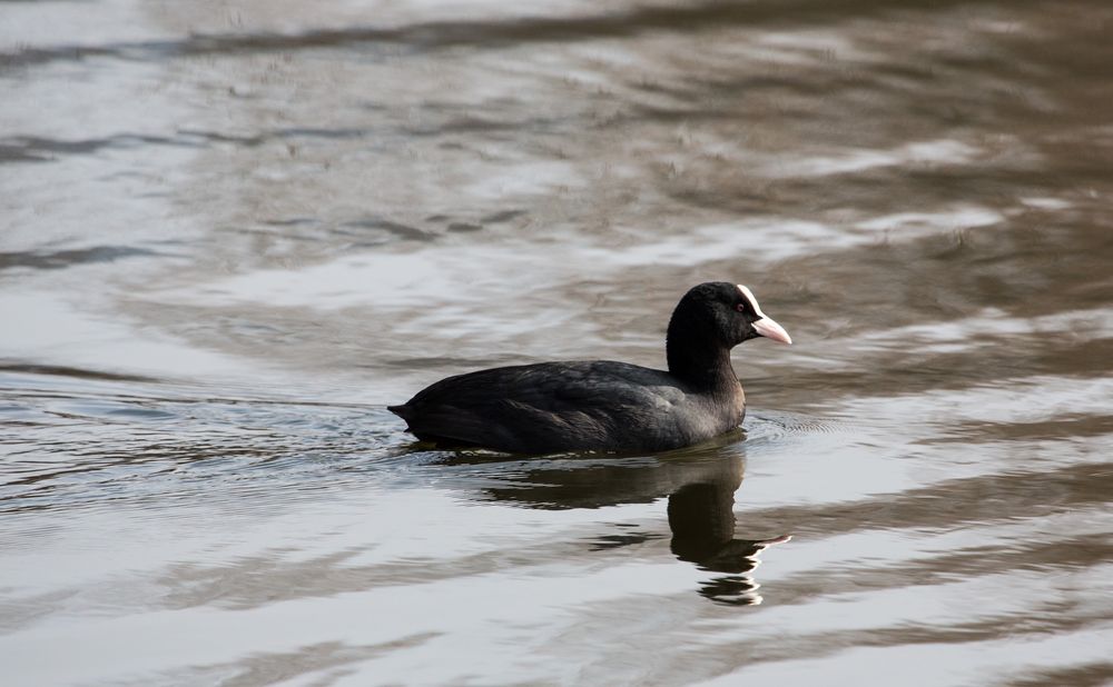 Blässhuhn auf dem Bruchsee (IV)