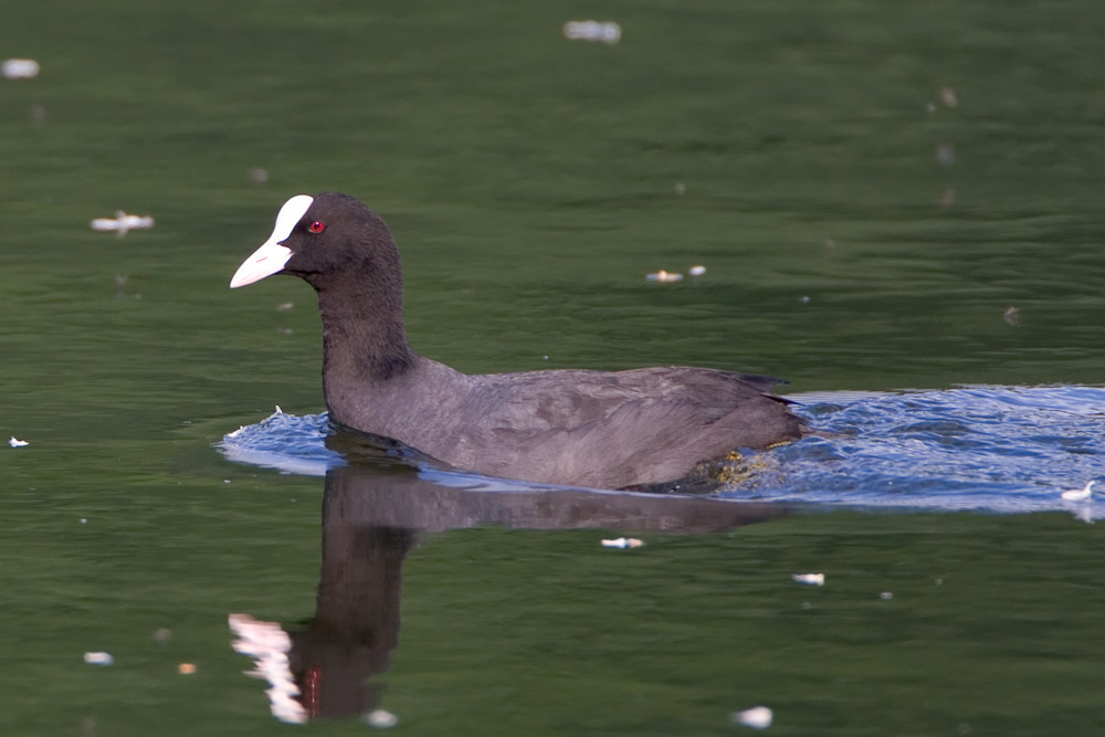 Bläßhuhn auf dem Silbersee