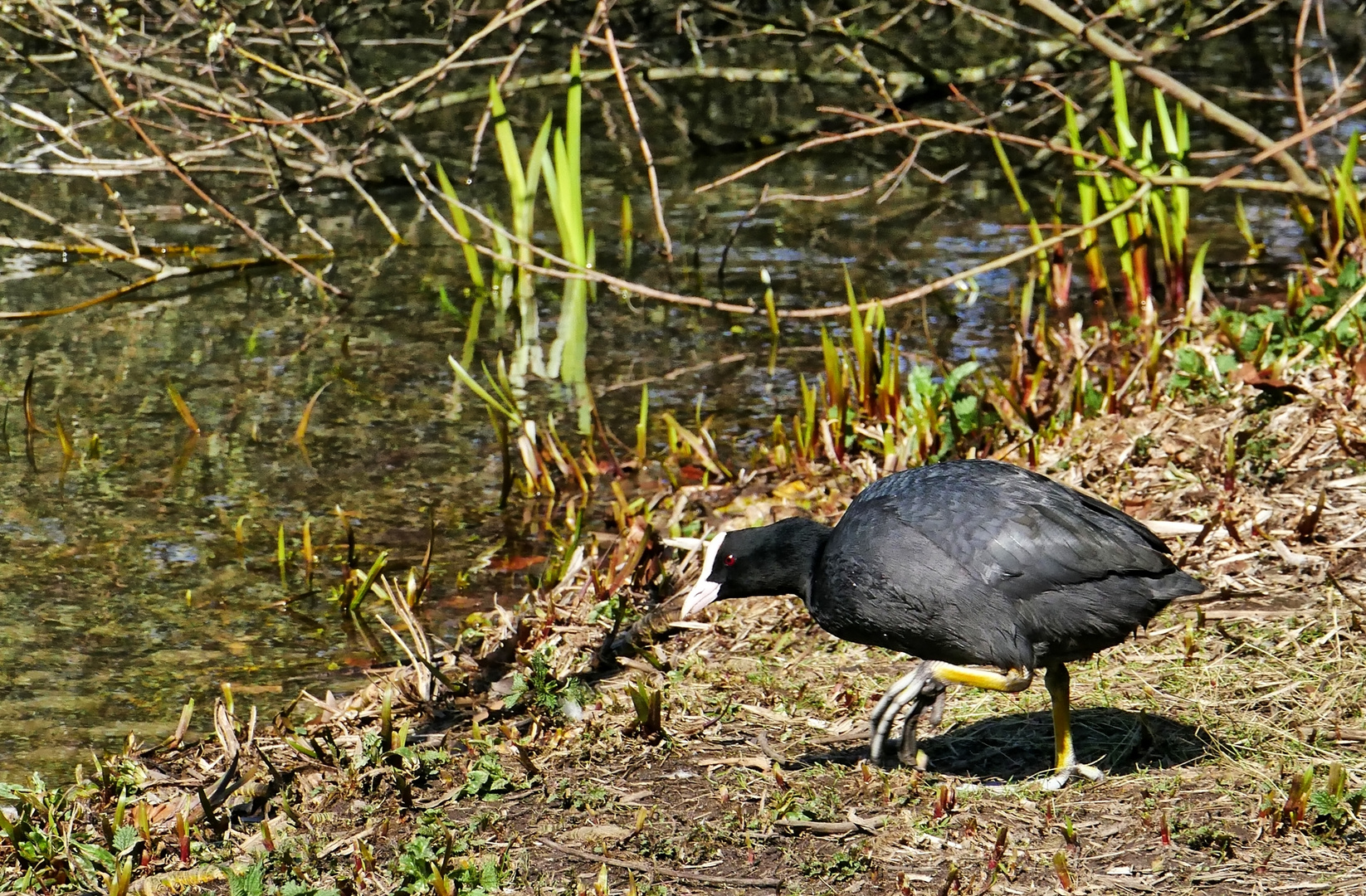 Blässhuhn auf dem Weg zum Teich