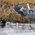 Blässhuhn auf der Flucht