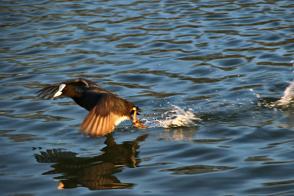 Blässhuhn auf der Flucht