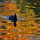 Blässhuhn auf herbstlich gespiegelter Wasseroberfläche