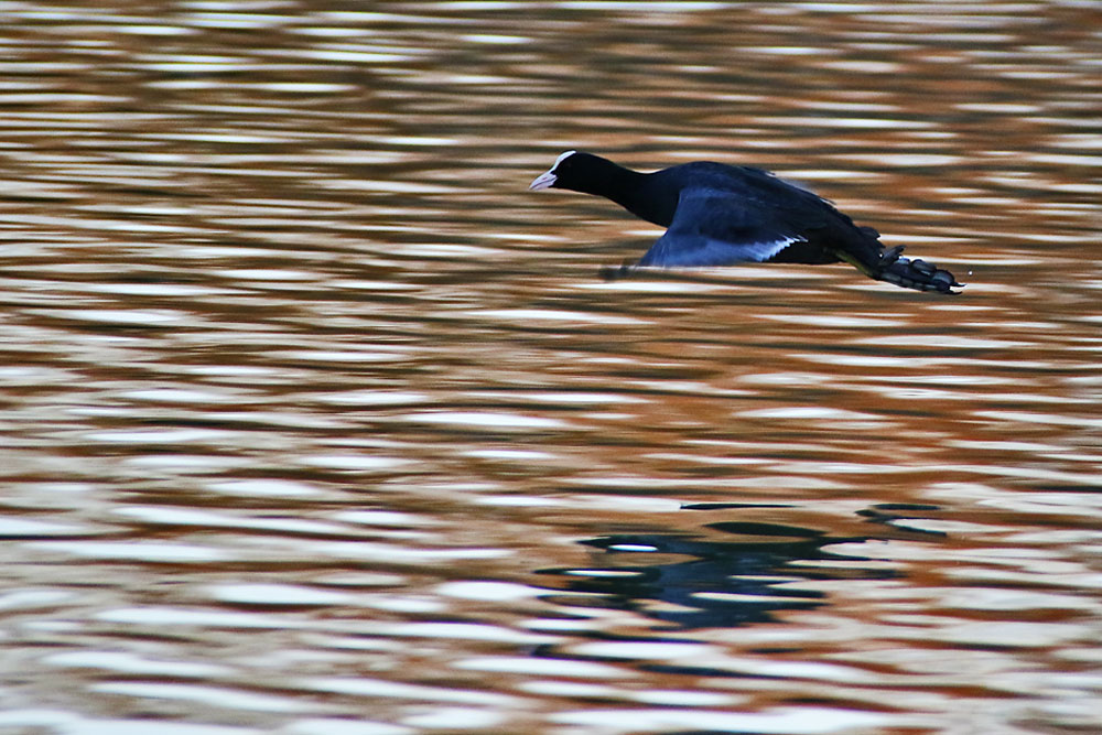 Blässhuhn beim Abflug