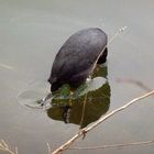 Bläßhuhn beim Abtauchen