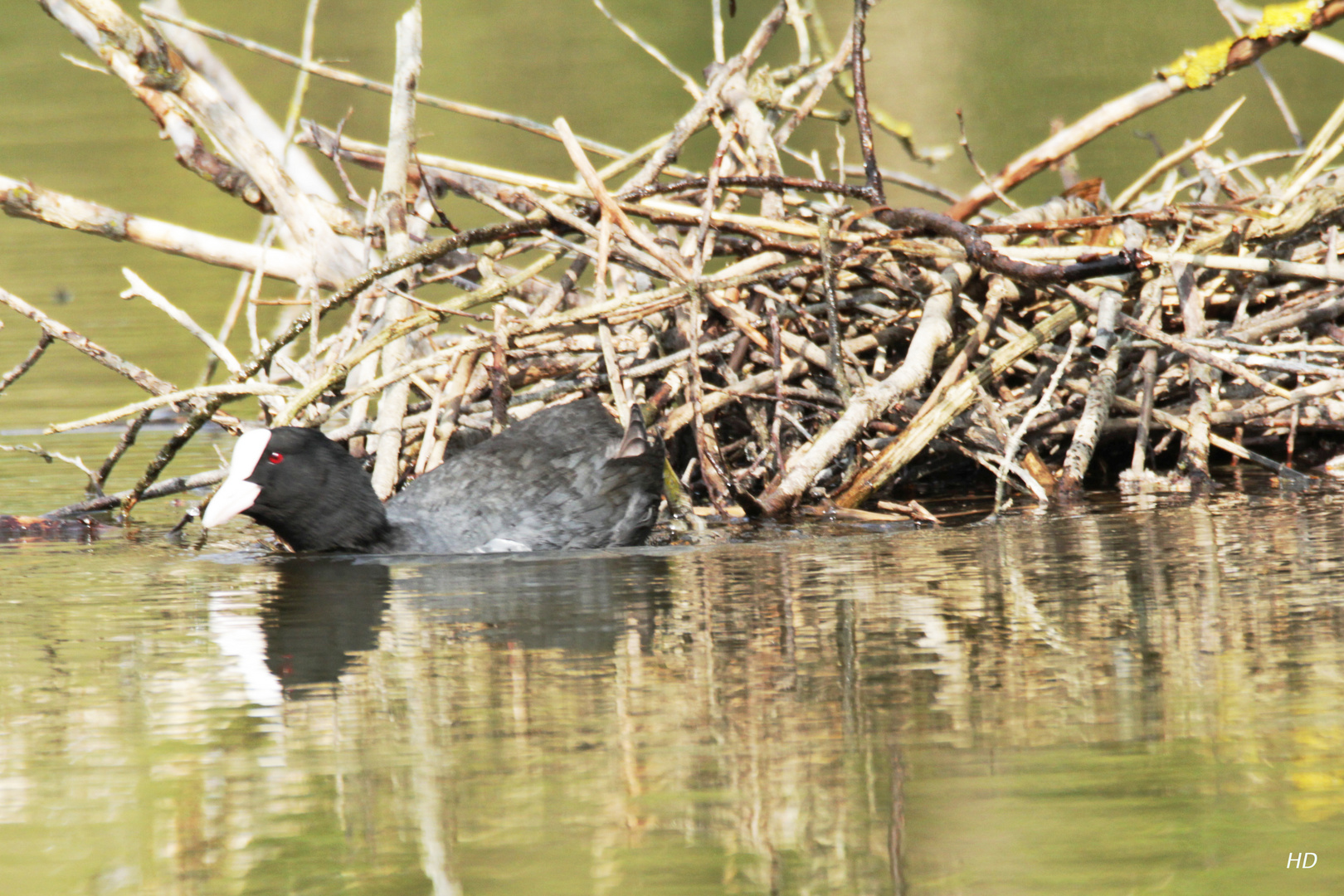 Blässhuhn beim Nestbau (Fulica atra)