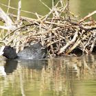 Blässhuhn beim Nestbau (Fulica atra)