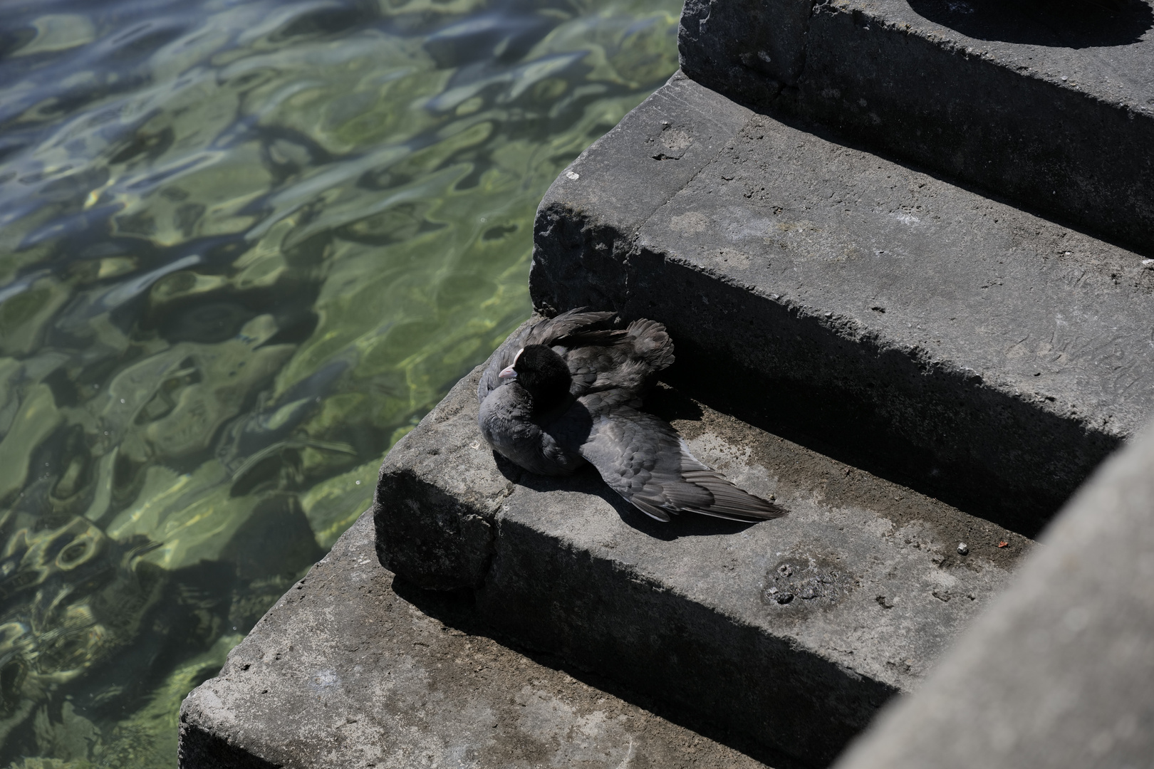 Blässhuhn beim Sonnenbaden