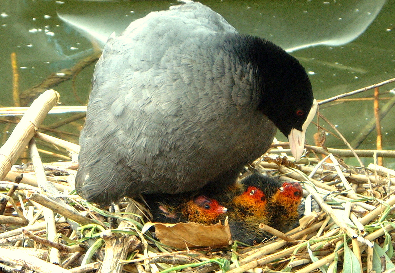 Blässhuhn, Blässralle (Fulica atra)