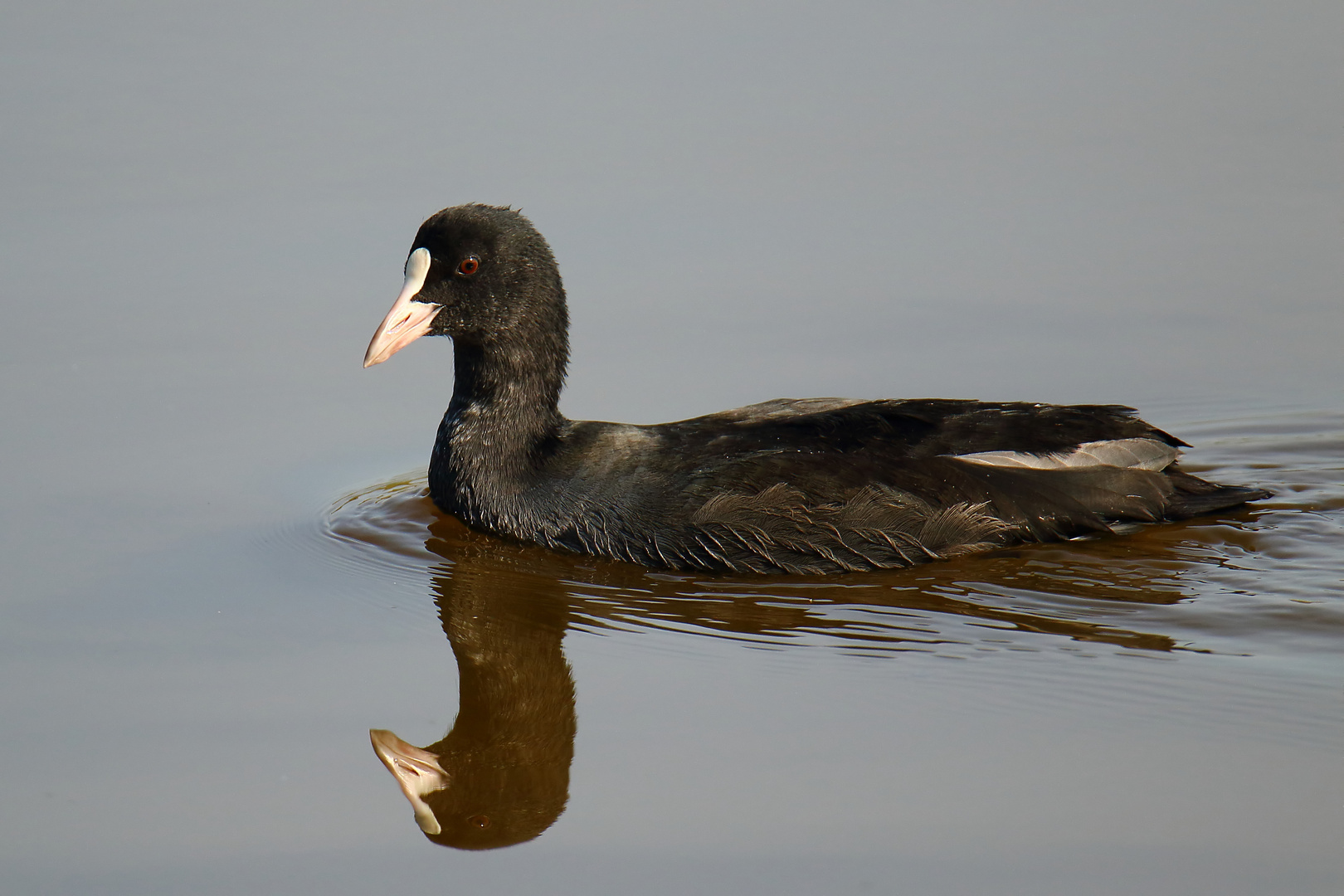 Bläßhuhn