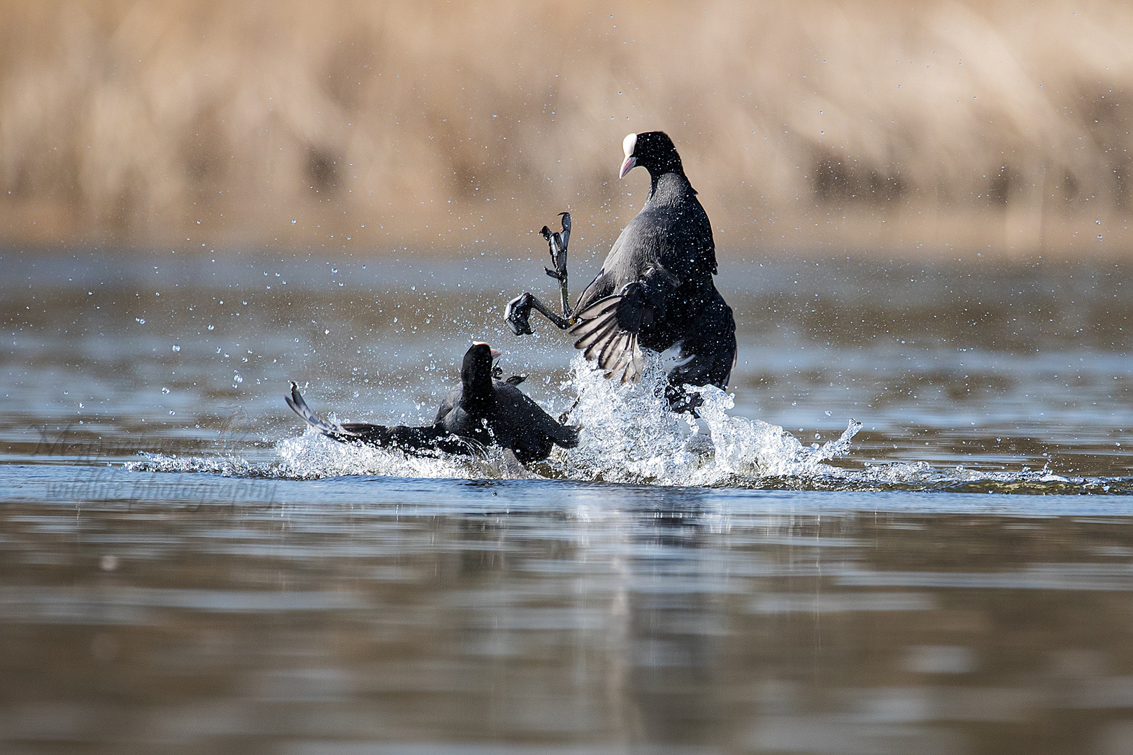 Blässhuhn / coot (Fulica atra) 