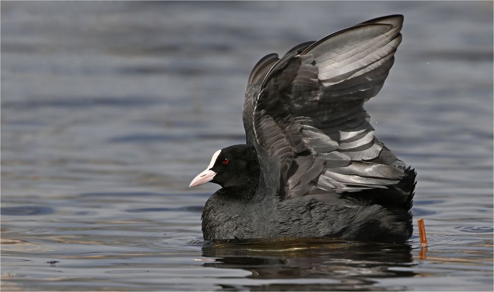 Bläßhuhn 