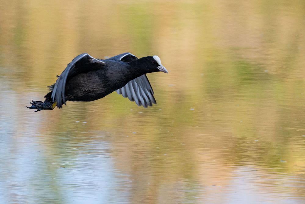 Blässhuhn Foto & Bild deutschland, europe, nordrhein westfalen