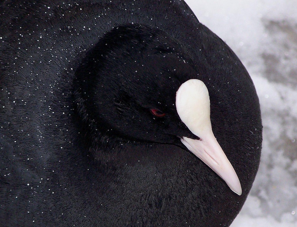 Bläßhuhn