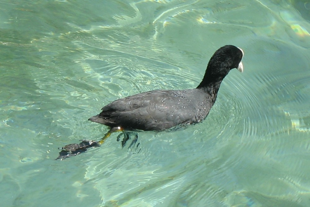 Bläßhuhn eilig unterwegs