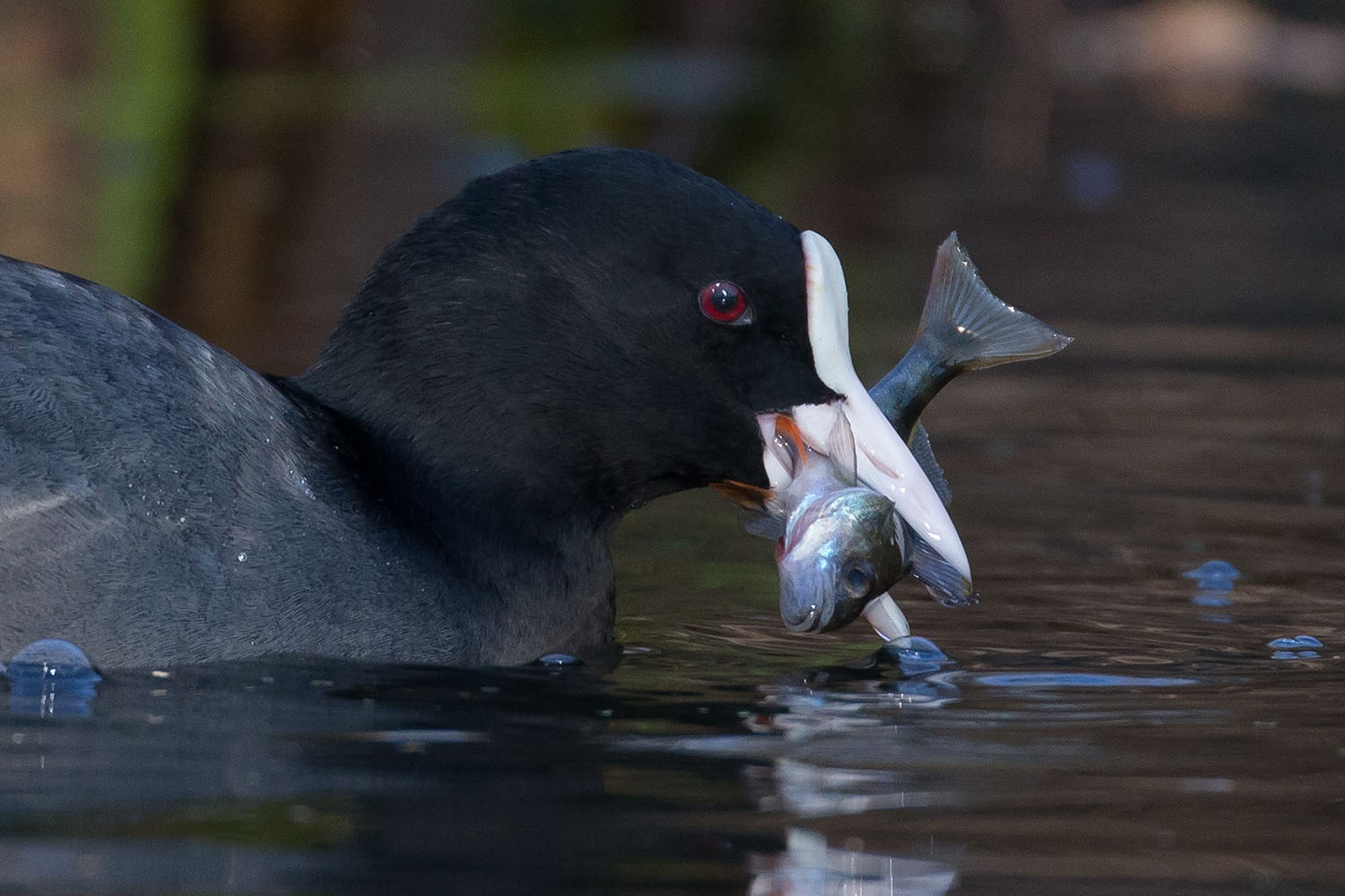 Blässhuhn erbeutet Flusskarpfen