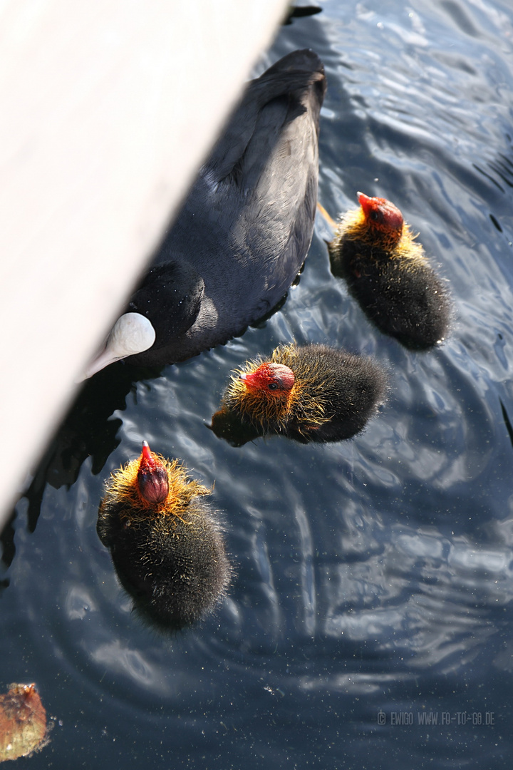 Blässhuhn Familie am Unterbacher See