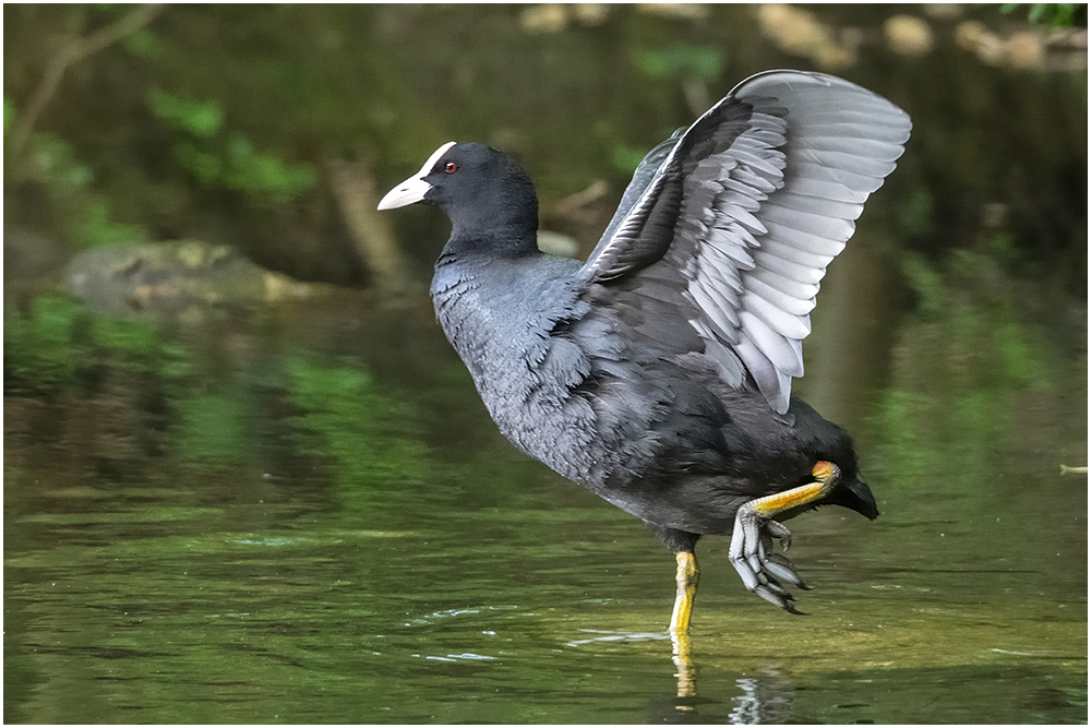 Bläßhuhn