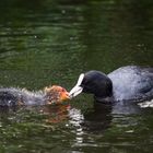 Blässhuhn füttert Junges