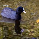 Blässhuhn (Fulica astra)