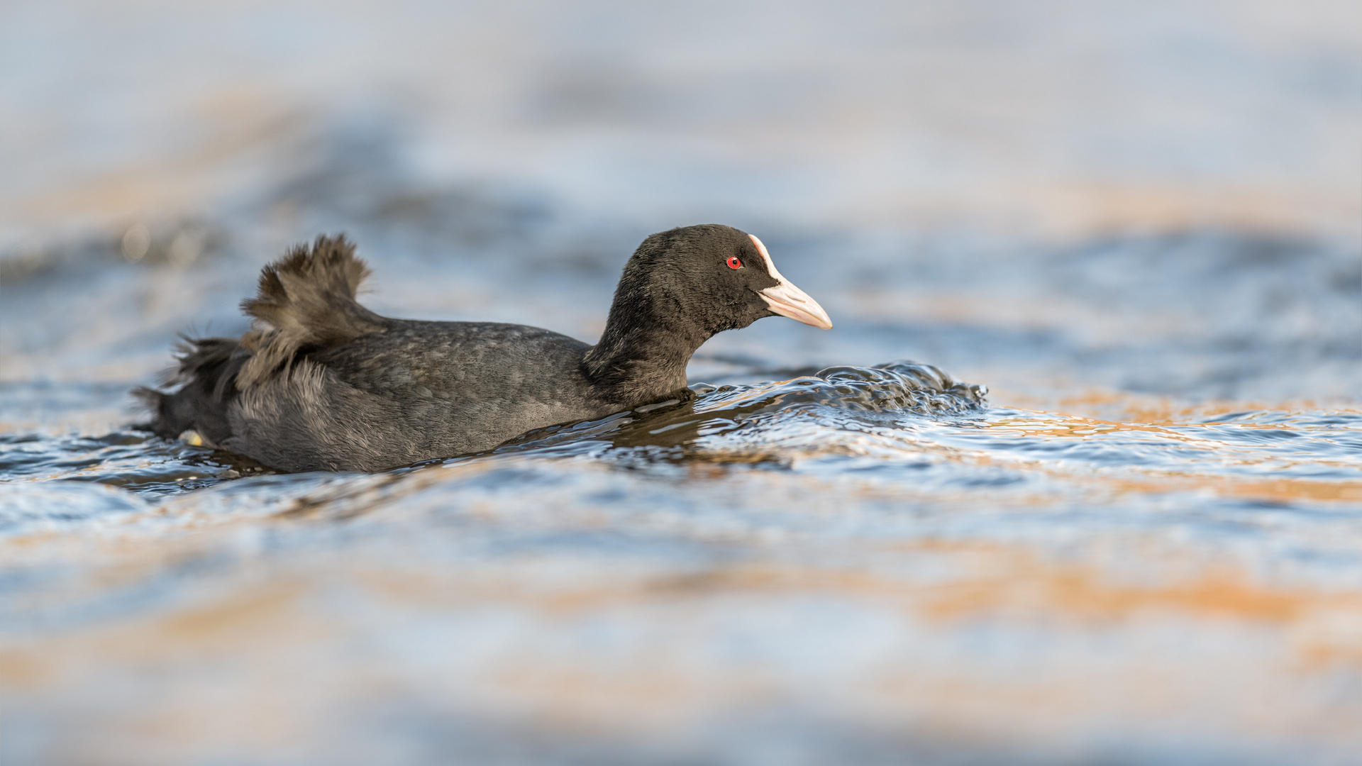 Blässhuhn (Fulica atra) 