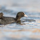 Blässhuhn (Fulica atra) 