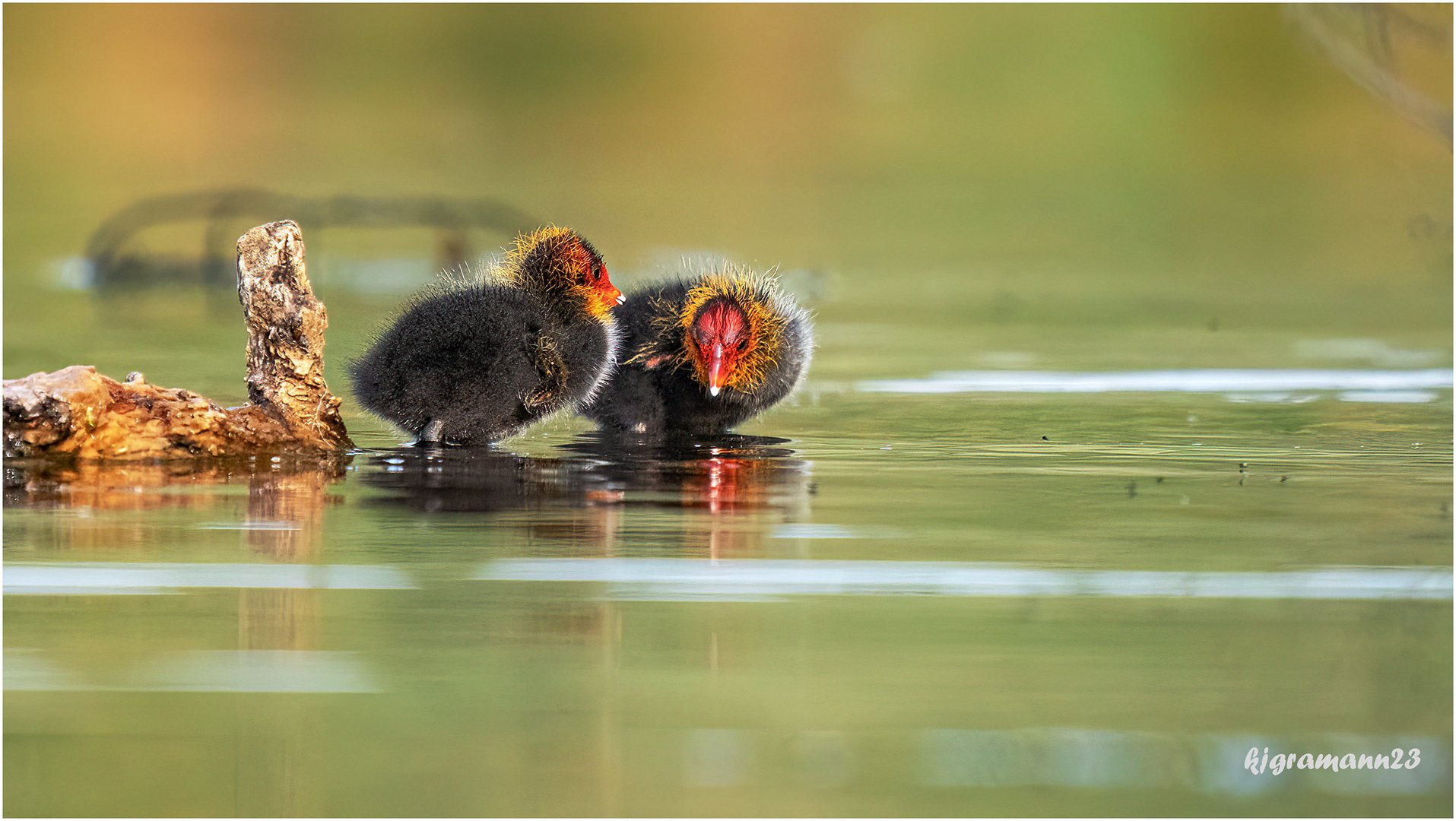 blässhuhn (fulica atra) ...