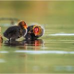 blässhuhn (fulica atra) ...