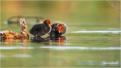 blässhuhn (fulica atra) ...