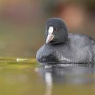 Blässhuhn (Fulica atra)