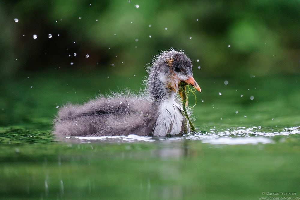 Blässhuhn [Fulica atra]