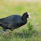 BLÄßHUHN (Fulica atra)