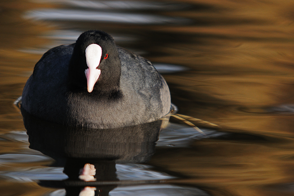 Blässhuhn (Fulica atra)