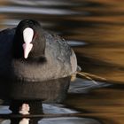 Blässhuhn (Fulica atra)