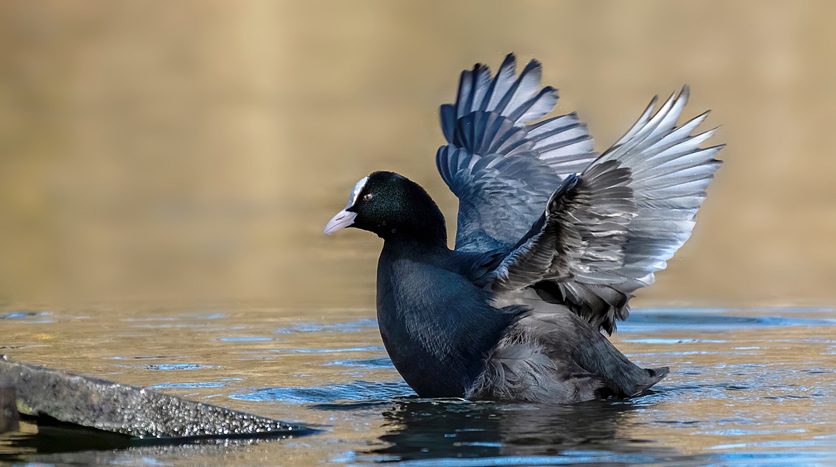 _Blässhuhn (Fulica atra)