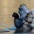 _Blässhuhn (Fulica atra)