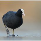 Blässhuhn (Fulica atra)