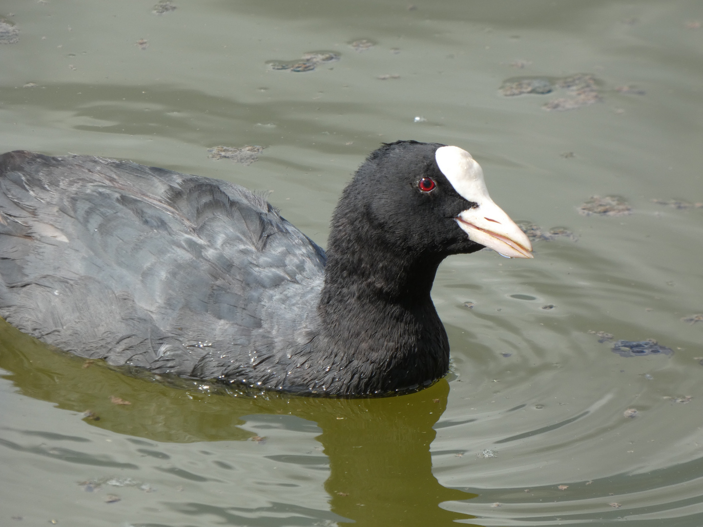 Blässhuhn (Fulica atra)