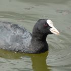 Blässhuhn (Fulica atra)