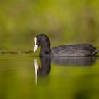 Blässhuhn [Fulica atra]