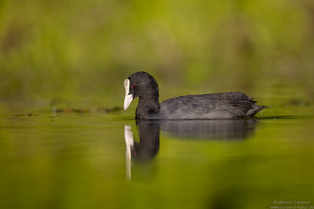 Blässhuhn [Fulica atra]