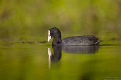 Blässhuhn [Fulica atra]