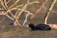 Blässhuhn (Fulica atra)