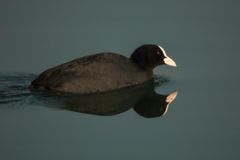 Blässhuhn (Fulica atra)